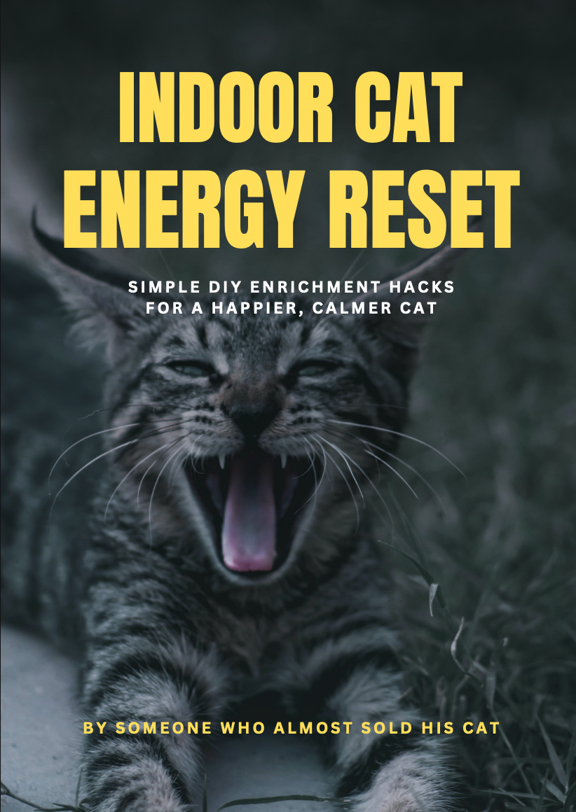 Indoor Cat Energy Reset